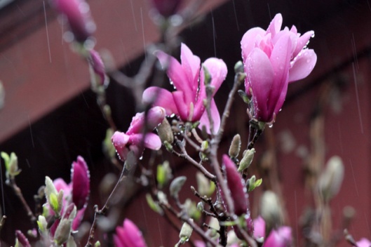 2 april 2015 dance rain 117 magnolia